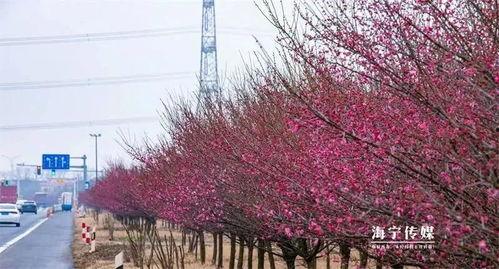 枫叶之路爆料视频最新,揭秘神秘旅程背后的精彩故事  第3张