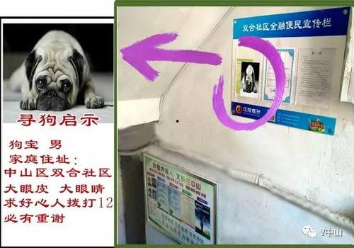 呼死狗今日爆料,揭秘网络骚扰黑幕  第3张